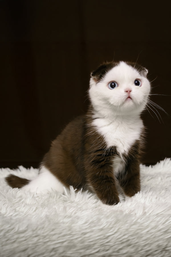 King | Scottish Fold Kitten