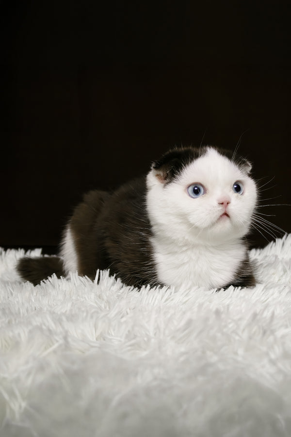 King | Scottish Fold Kitten