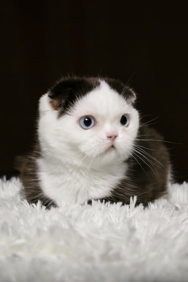 King | Scottish Fold Kitten