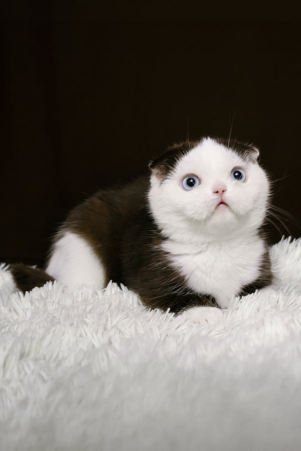 King | Scottish Fold Kitten