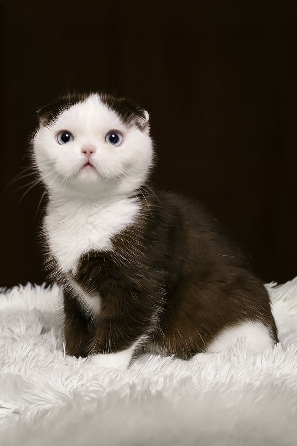 King | Scottish Fold Kitten