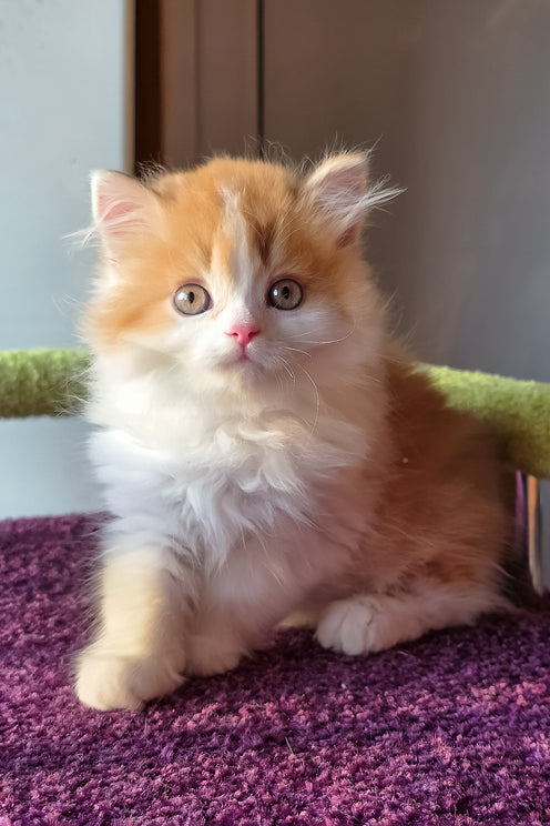King | Scottish Straight Longhair Kitten