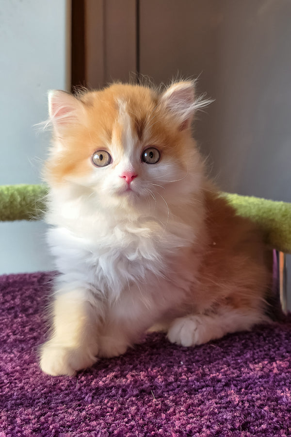 King | Scottish Straight Longhair Kitten