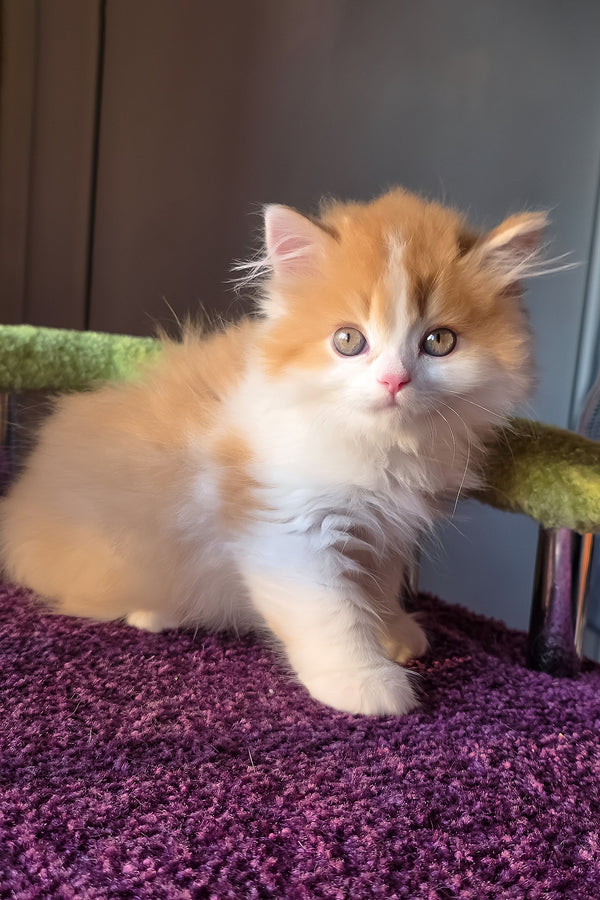 King | Scottish Straight Longhair Kitten