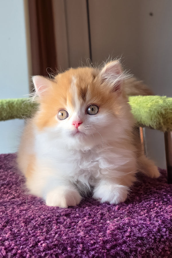 King | Scottish Straight Longhair Kitten