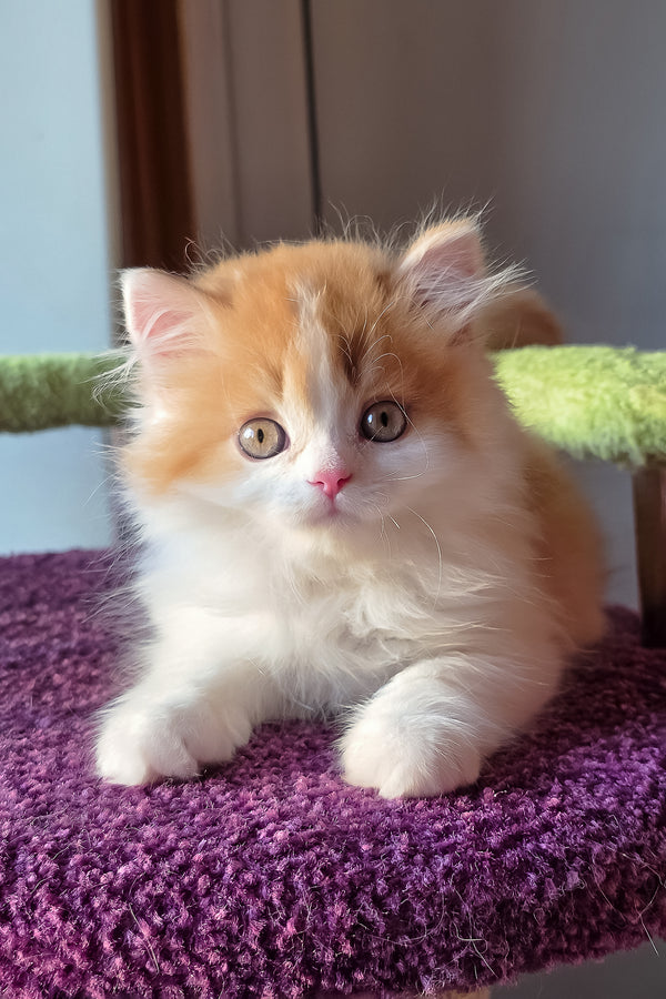 King | Scottish Straight Longhair Kitten