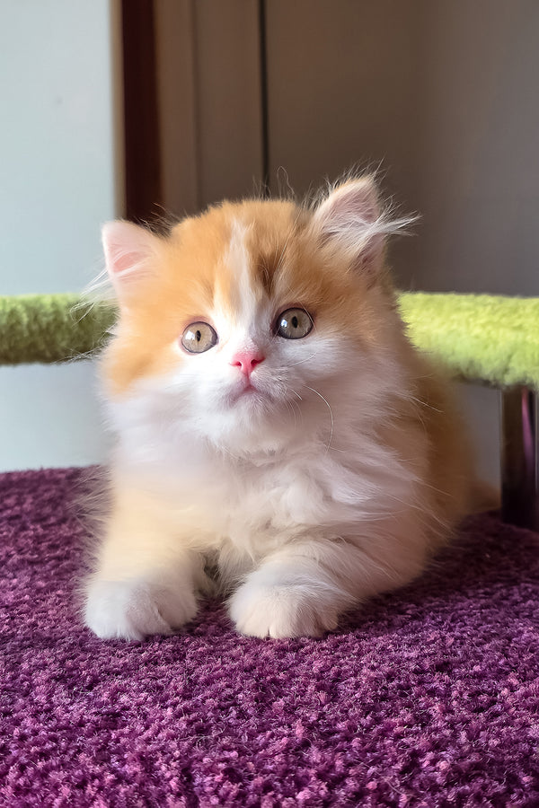 King | Scottish Straight Longhair Kitten