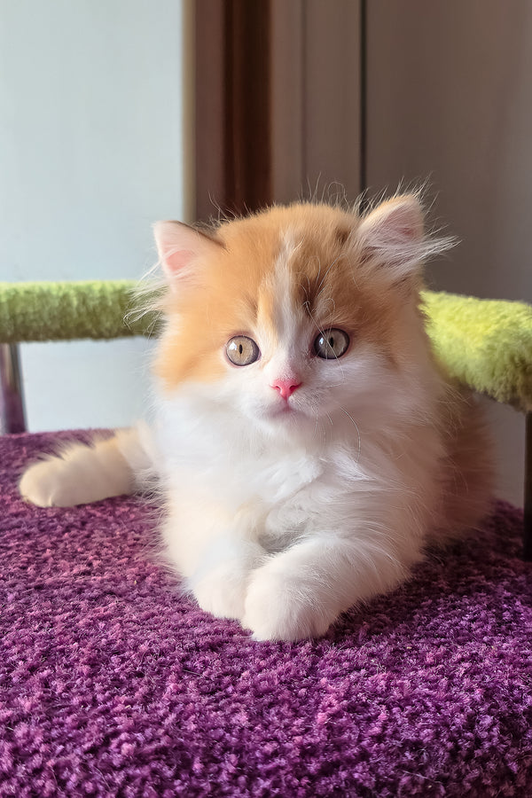 King | Scottish Straight Longhair Kitten