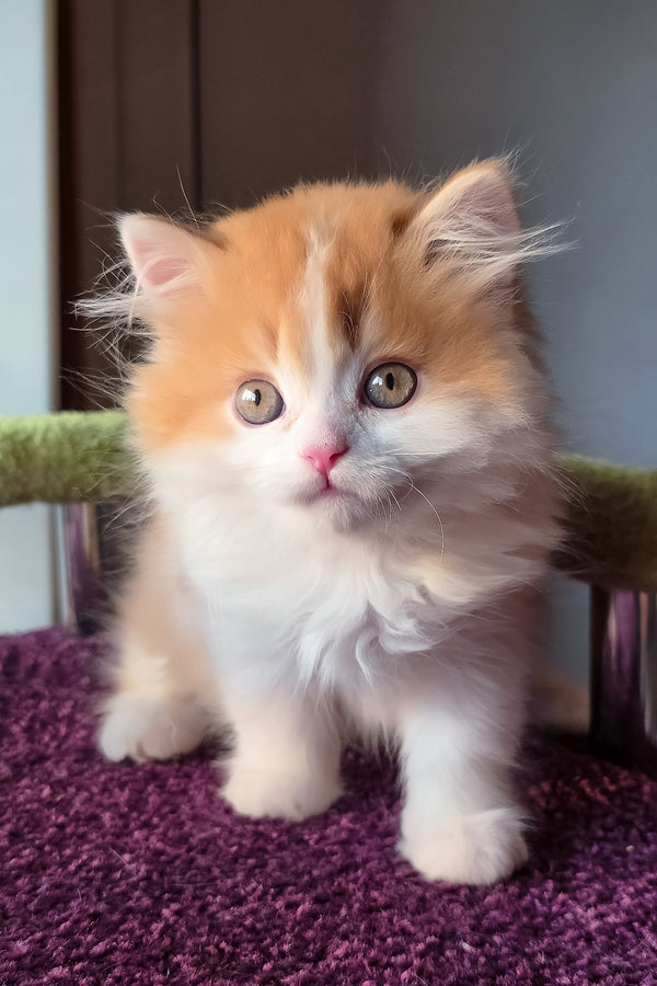 King | Scottish Straight Longhair Kitten