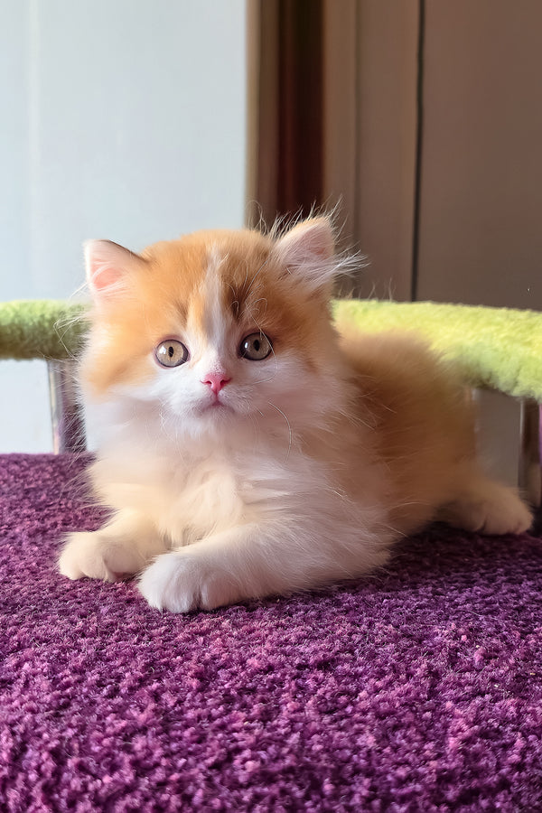 King | Scottish Straight Longhair Kitten