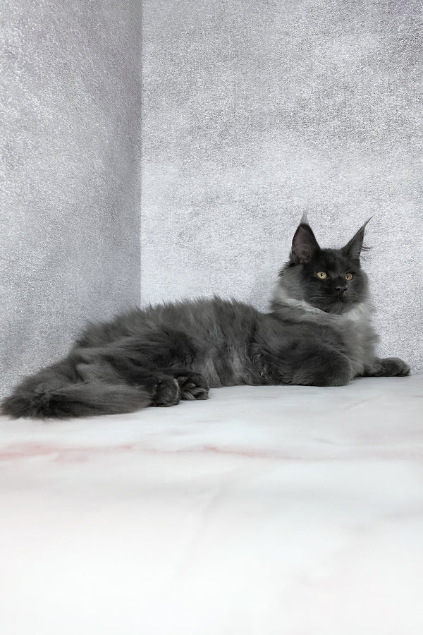 King | Maine Coon Kitten