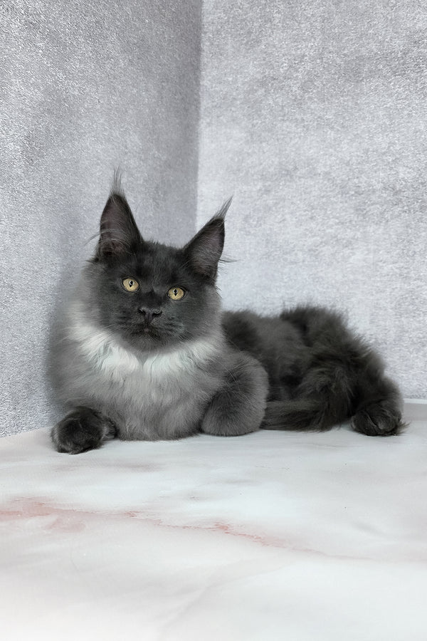 King | Maine Coon Kitten