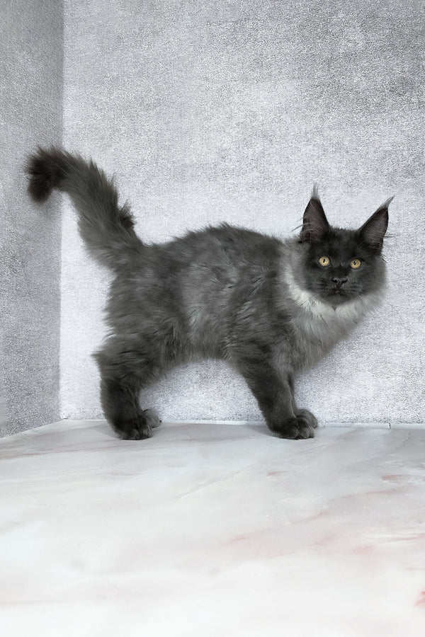 King | Maine Coon Kitten