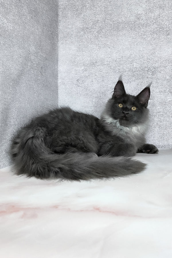 King | Maine Coon Kitten