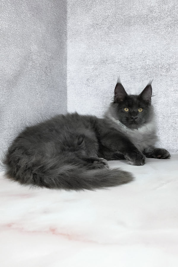 King | Maine Coon Kitten