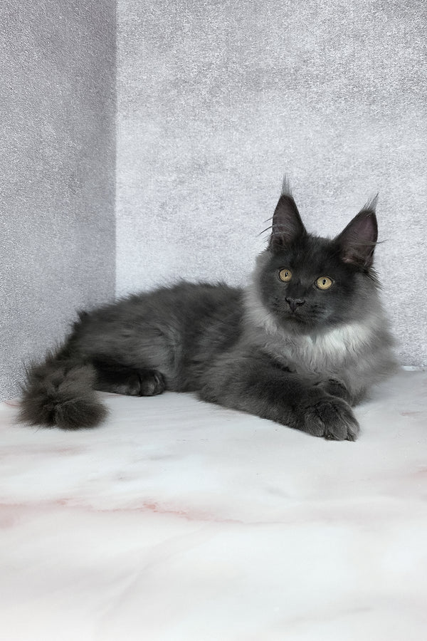 King | Maine Coon Kitten