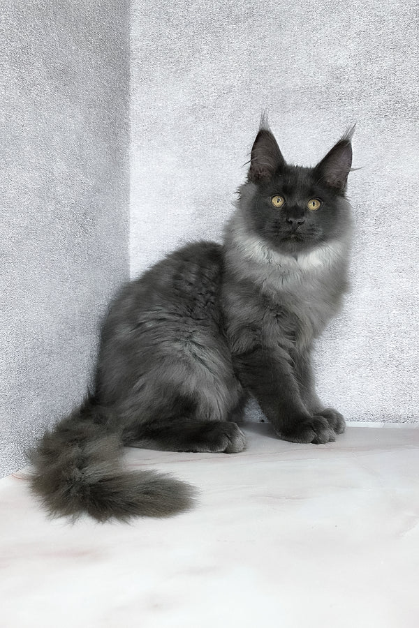 King | Maine Coon Kitten