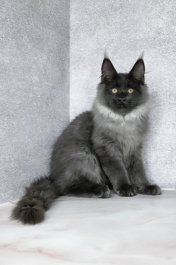 King | Maine Coon Kitten