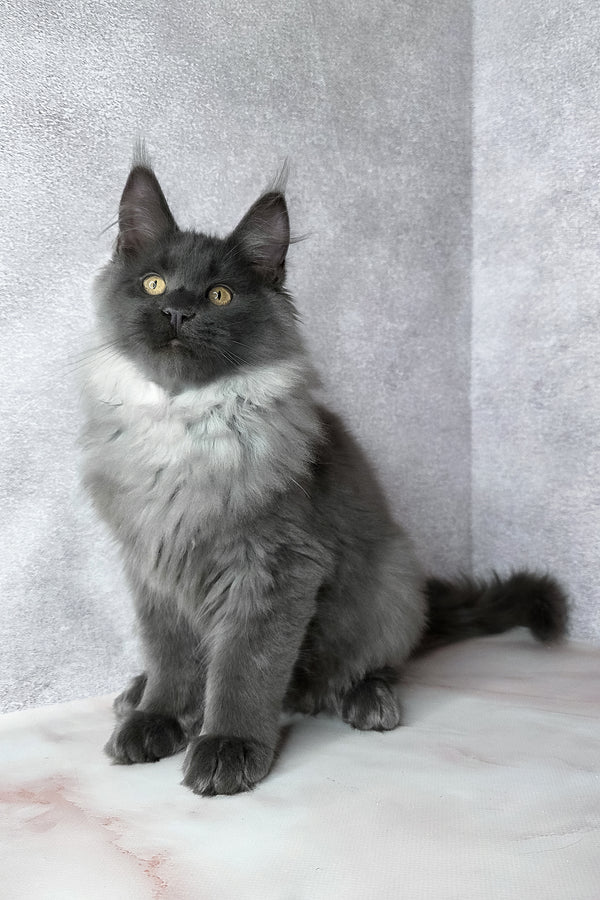 King | Maine Coon Kitten