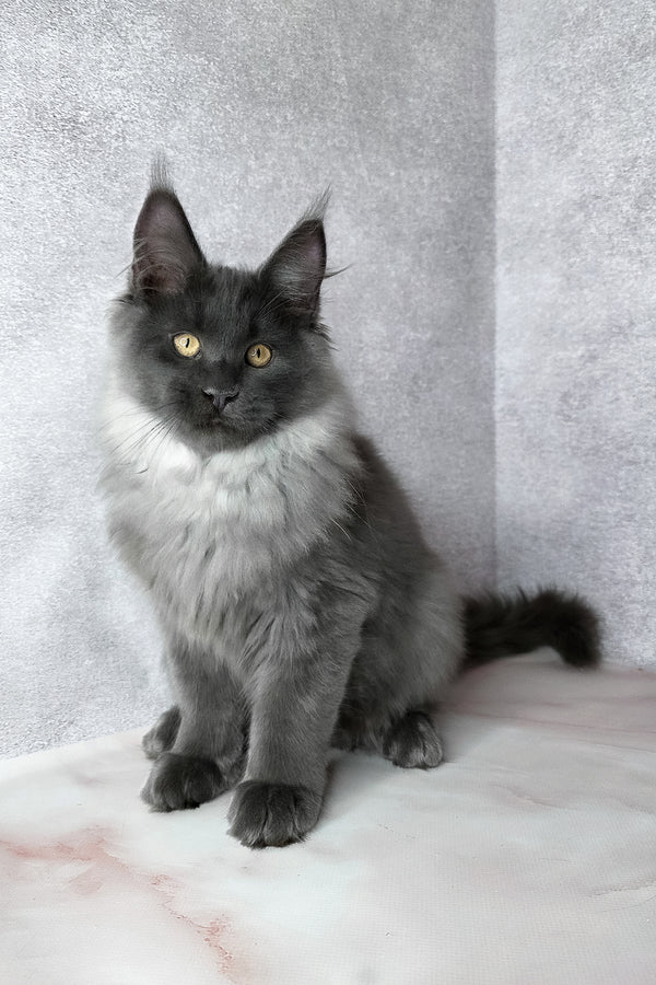 King | Maine Coon Kitten