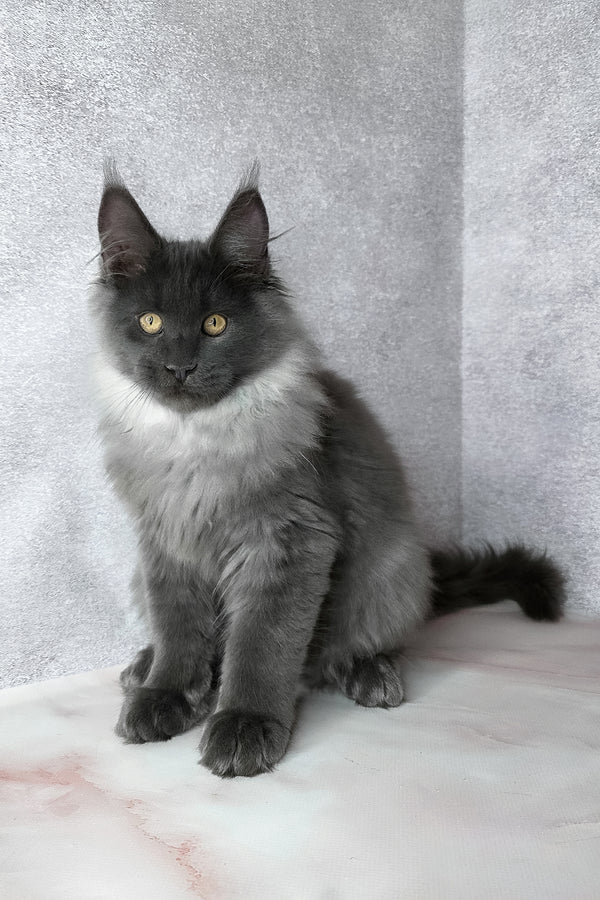 King | Maine Coon Kitten