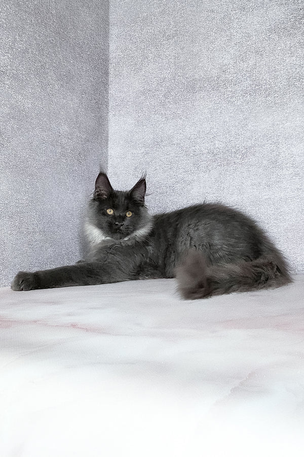 King | Maine Coon Kitten