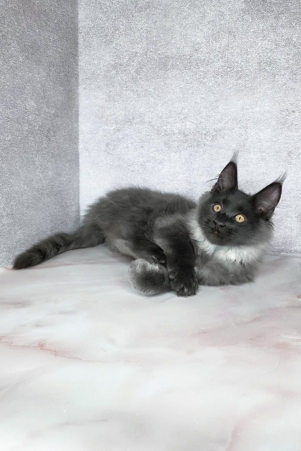King | Maine Coon Kitten