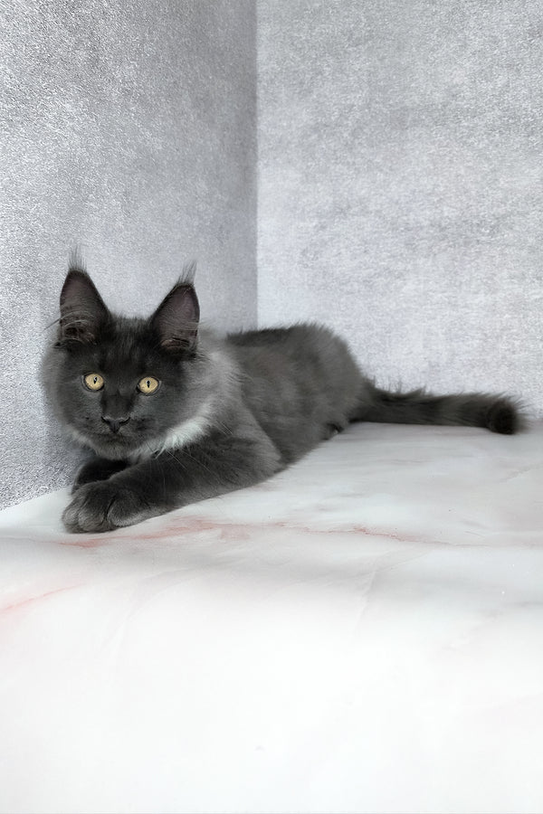 King | Maine Coon Kitten