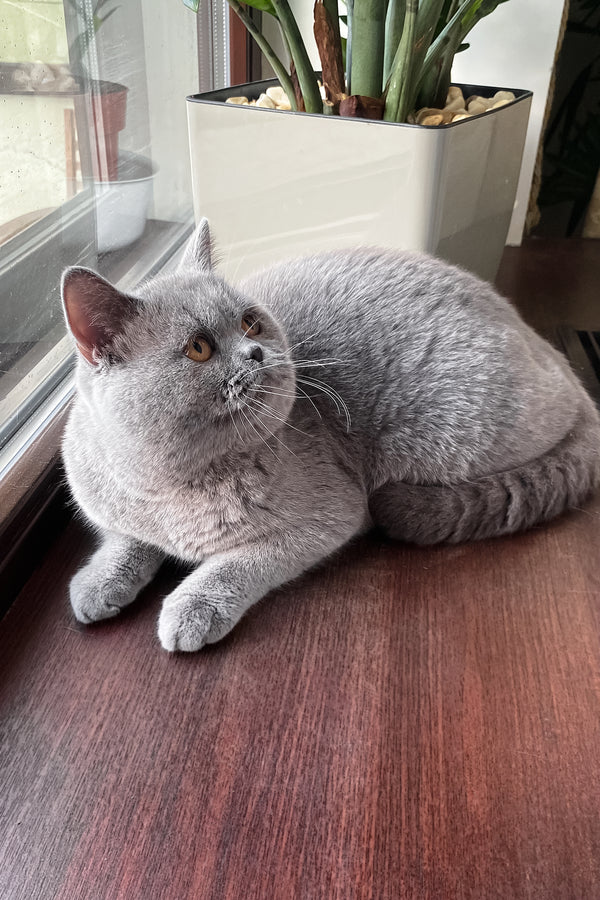 King | British Shorthair Kitten