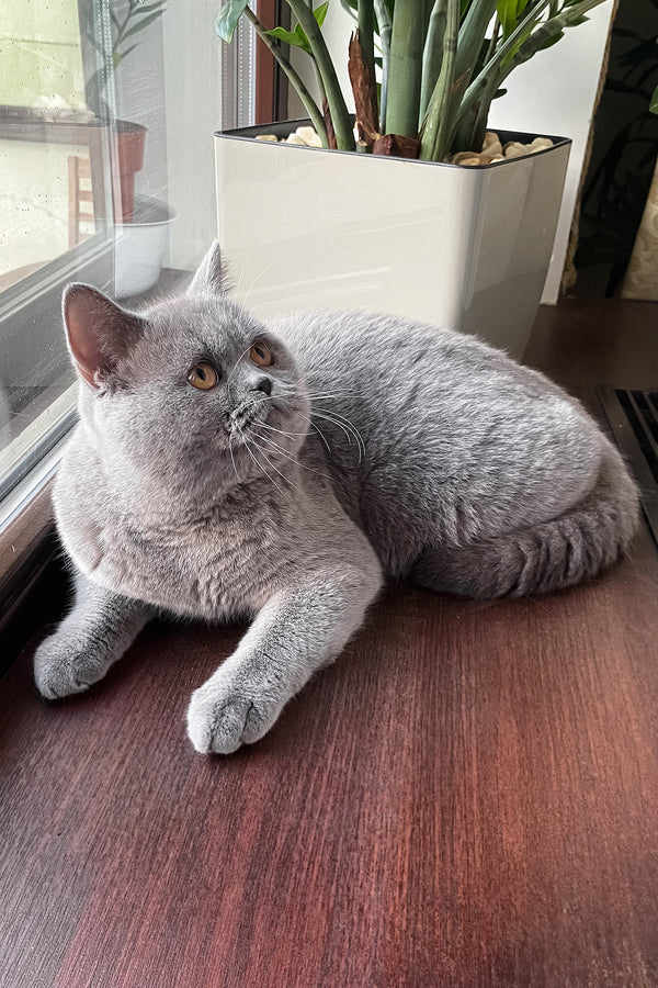 King | British Shorthair Kitten