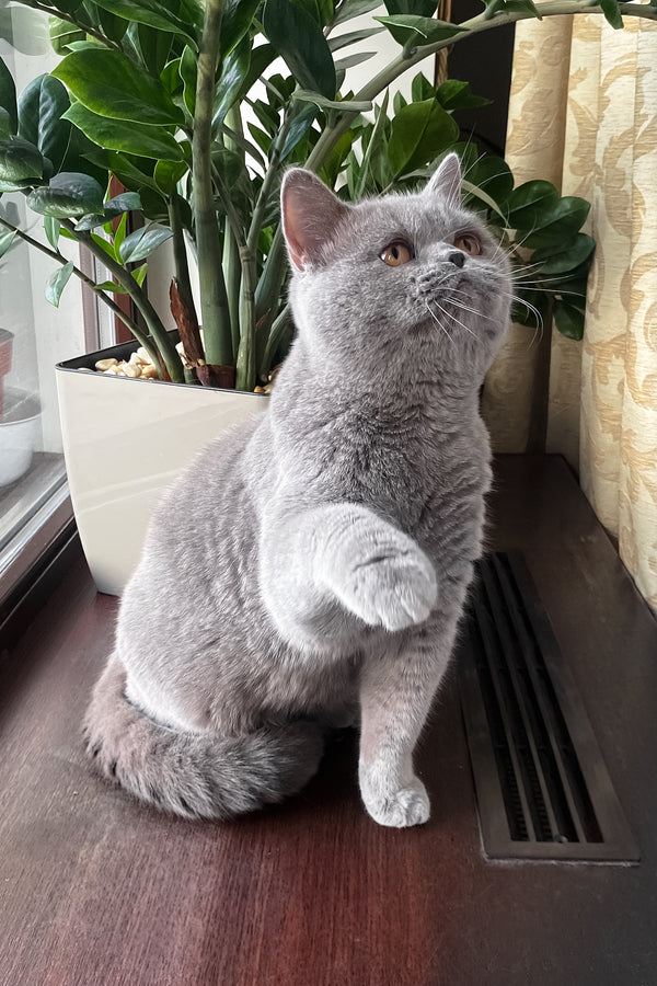 King | British Shorthair Kitten