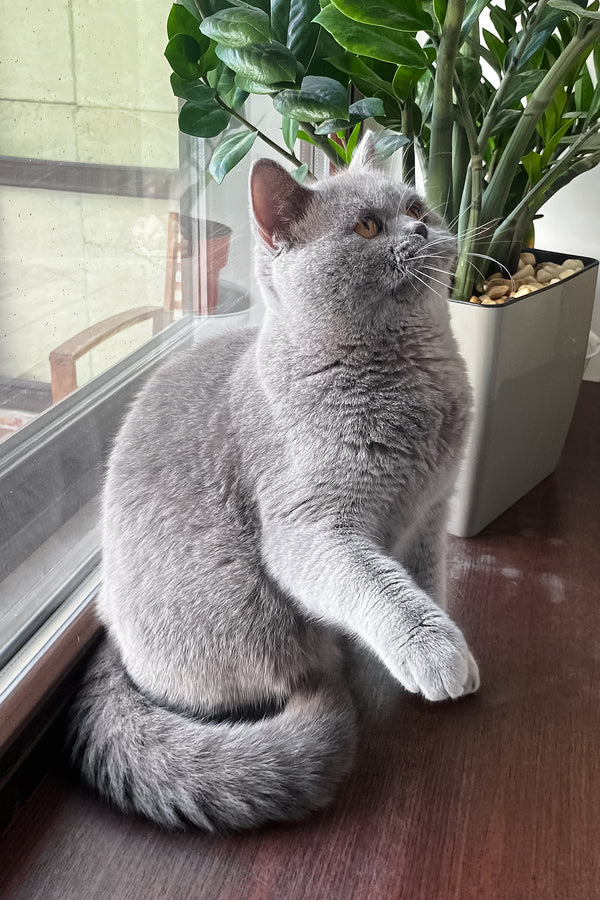 King | British Shorthair Kitten