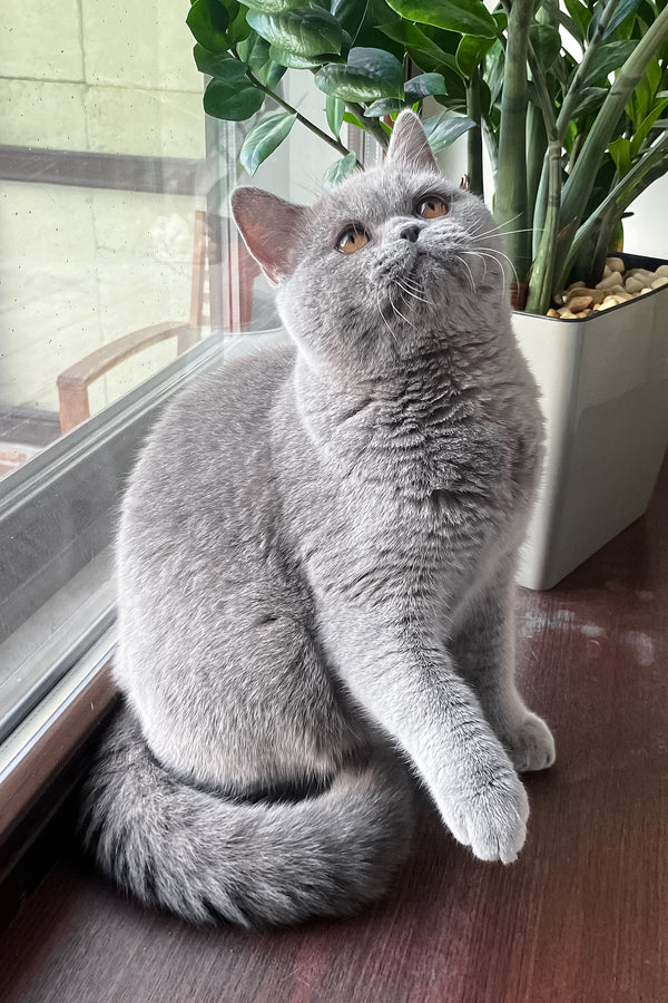 King | British Shorthair Kitten