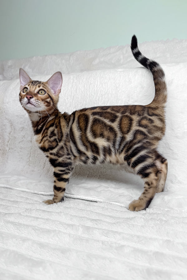King | Bengal Kitten