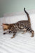King | Bengal Kitten