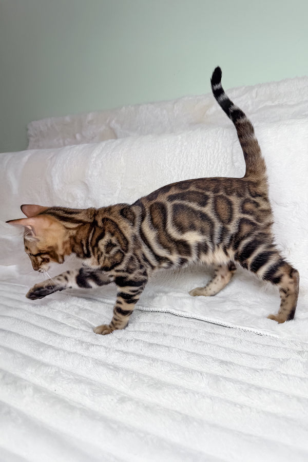 King | Bengal Kitten