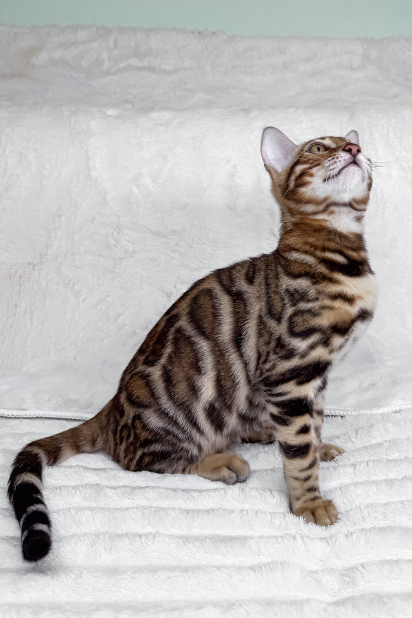 King | Bengal Kitten