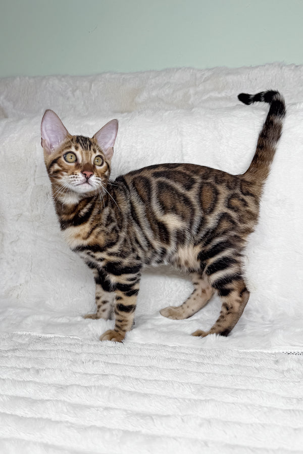 King | Bengal Kitten