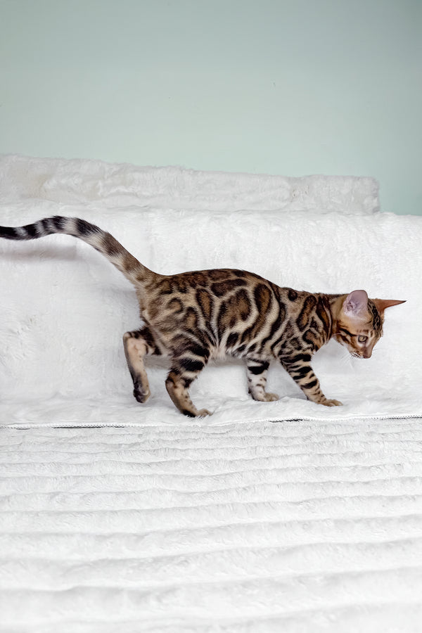 King | Bengal Kitten