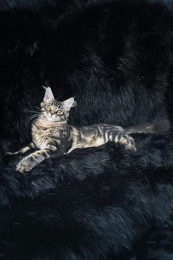 Kingston | Maine Coon Kitten