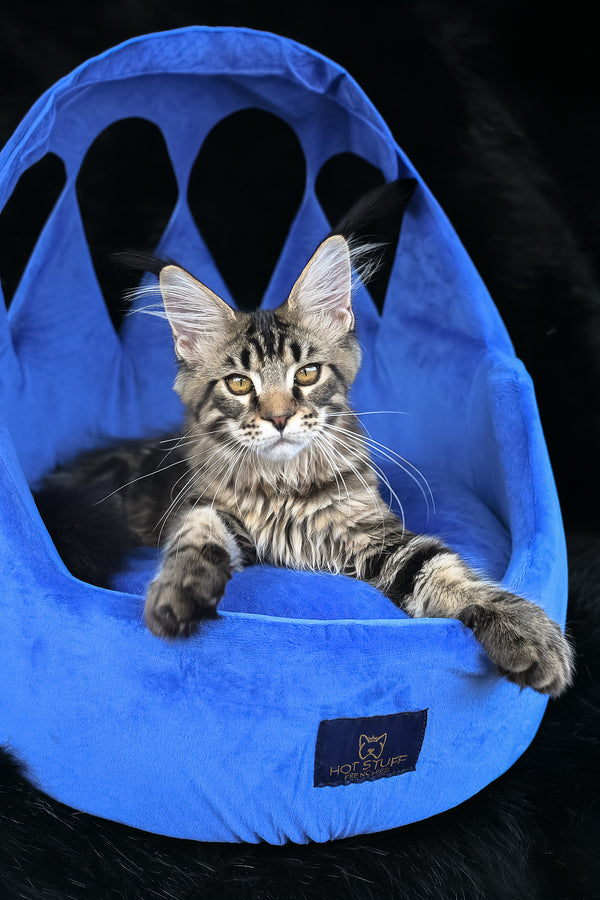 Kingston | Maine Coon Kitten