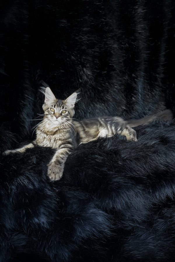 Kingston | Maine Coon Kitten