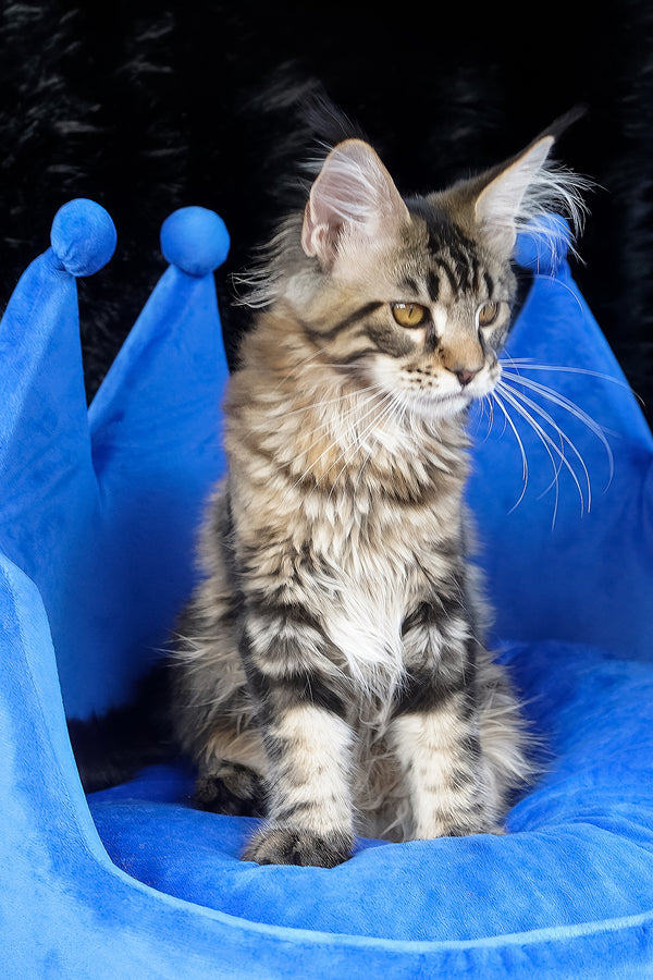 Kingston | Maine Coon Kitten