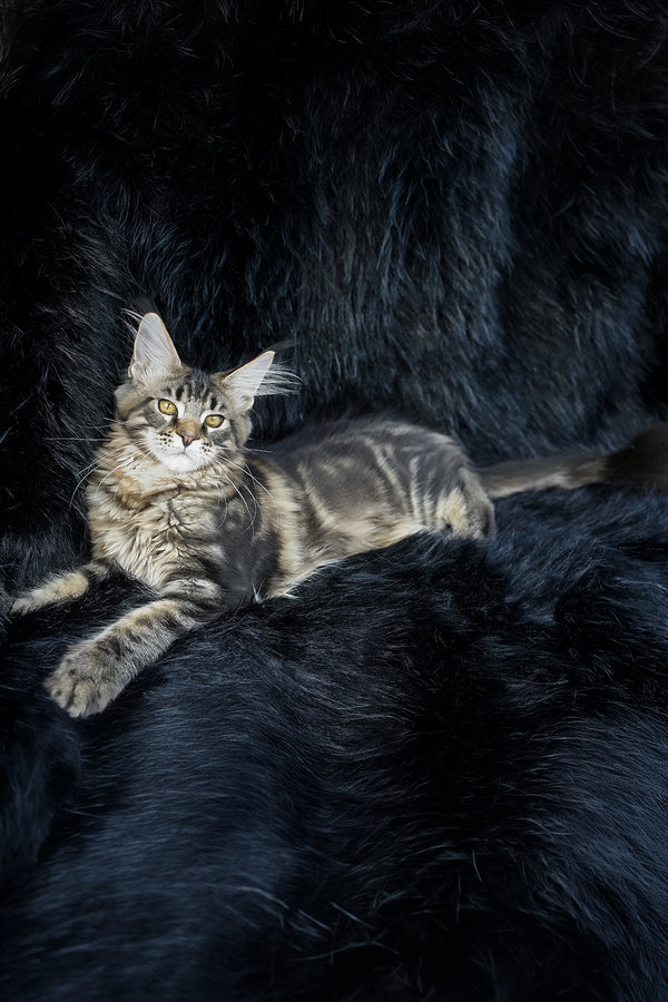 Kingston | Maine Coon Kitten