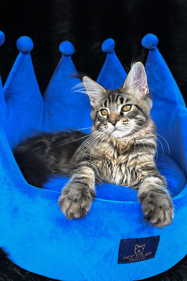 Kingston | Maine Coon Kitten