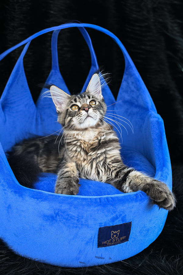 Kingston | Maine Coon Kitten