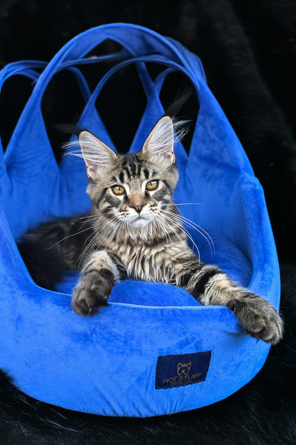 Kingston | Maine Coon Kitten