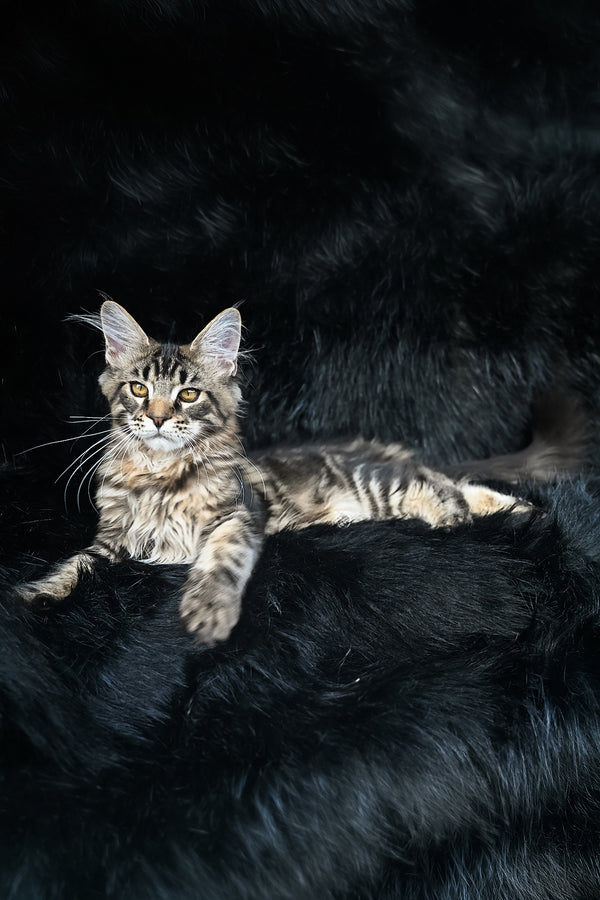 Kingston | Maine Coon Kitten