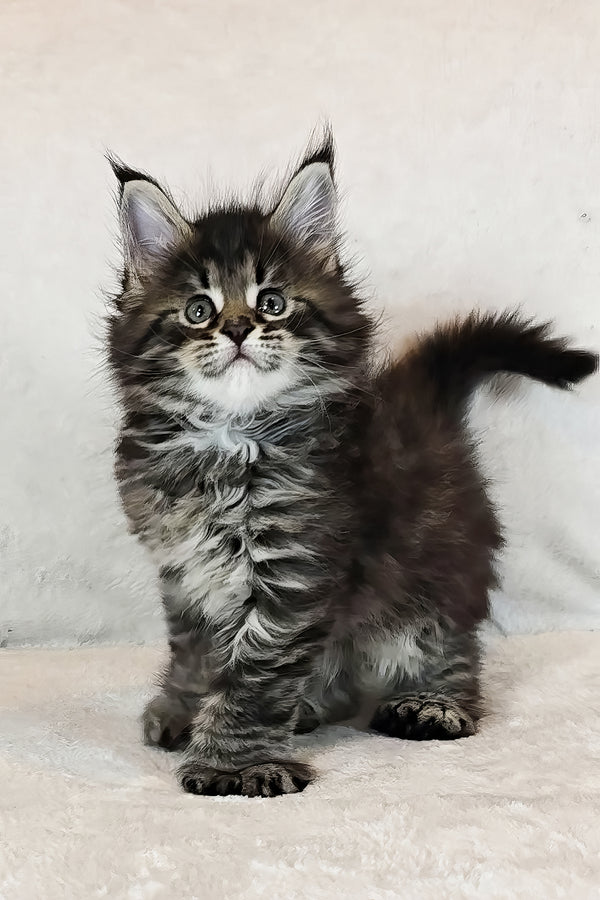 Kingsford | Polydactyl Maine Coon Kitten