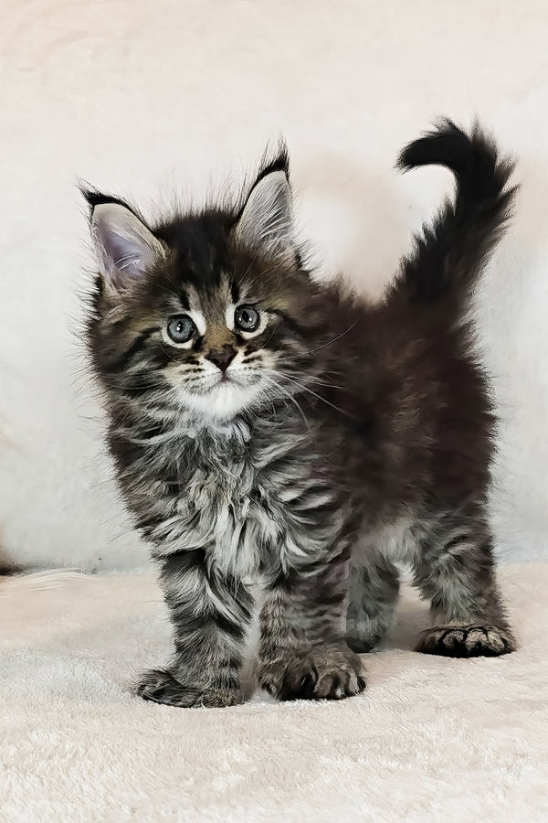 Kingsford | Polydactyl Maine Coon Kitten